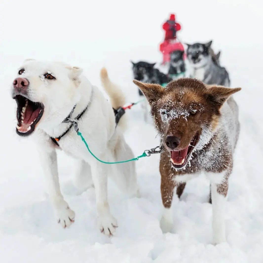 Hundeliebe in Nordschweden: Jenny von Lapland Adventures